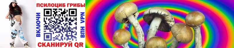 Купить закладки  Удомля  Псилоцибиновые грибы Psilocybe 